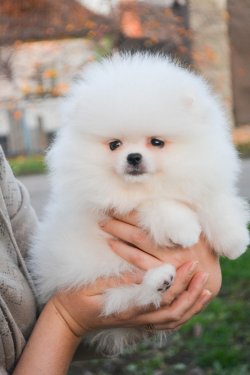 AYI SURAT POMERANİAN  ORJİNAL BASIK BURUNLU POMERANİAN 3