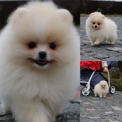 AYI SURAT POMERANİAN  ORJİNAL BASIK BURUNLU POMERANİAN 1