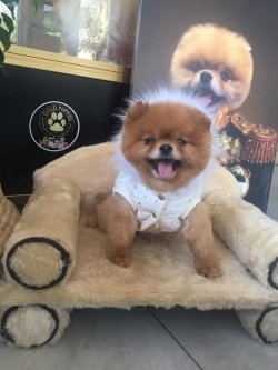 AYI SURAT POMERANİAN  ORJİNAL BASIK BURUNLU SHOW KALİTE 3