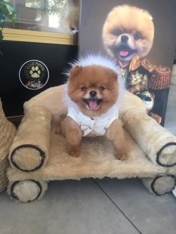 AYI SURAT POMERANİAN  ORJİNAL BASIK BURUNLU SHOW KALİTE 2