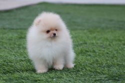 AYI SURAT POMERANİAN  ORJİNAL BASIK BURUNLU TEDDY BEAR YAVRULAR 1