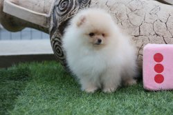 AYI SURAT POMERANİAN  ORJİNAL BASIK BURUNLU TEDDY BEAR YAVRULAR 3