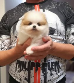 AYI SURAT POMERANİAN  ORJİNAL BASIK BURUNLU TEDDY BEAR YAVRULAR 2