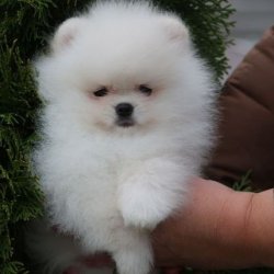 AYI SURAT POMERANİAN  ORJİNAL BASIK BURUNLU TEDY BEAR BOO YAVRULA 2
