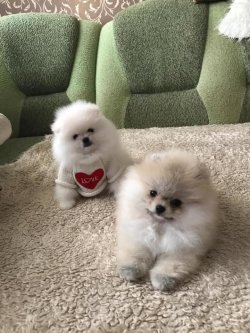 AYI SURAT POMERANİAN  ORJİNAL BASIK BURUNLU TEDY BEAR BOO YAVRULA 1