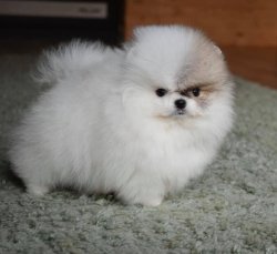 AYI SURAT POMERANİAN  ORJİNAL BASIK BURUNLU TEDY BEAR BOO YAVRULA 3