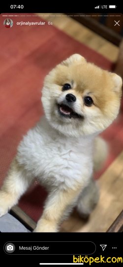 AYI SURAT POMERANİAN  ORJİNAL BASIK BURUNLU TEDY BEAR BOO YAVRULA 1
