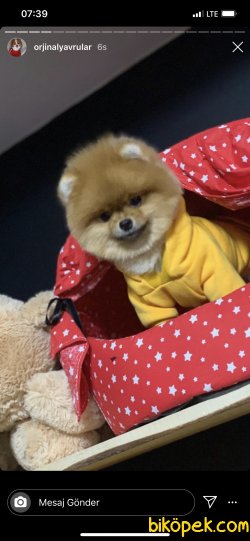 AYI SURAT POMERANİAN  ORJİNAL BASIK BURUNLU TEDY BEAR BOO YAVRULA 3