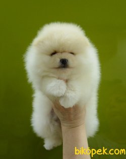 AYI SURAT POMERANİAN  ORJİNAL BASIK BURUNLU TEDY BEAR BOO YAVRULA 3
