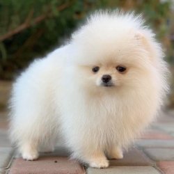 AYI SURAT POMERANİAN  ORJİNAL BASIK BURUNLU TEDY BEAR BOO YAVRULA 2