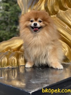 Ayı Surat Pomeranian Show Kalite Erkeğimiz 3