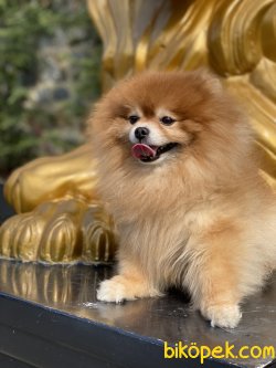 Ayı Surat Pomeranian Show Kalite Erkeğimiz 5