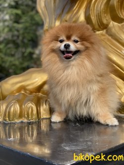 Ayı Surat Pomeranian Show Kalite Erkeğimiz 2