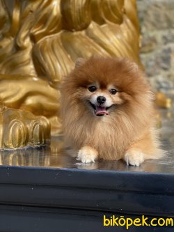Ayı Surat Pomeranian Show Kalite Erkeğimiz 1