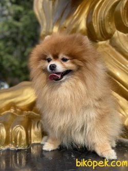 Ayı Surat Pomeranian Show Kalite Erkeğimiz 4
