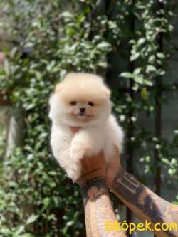 Ayı Surat Pomeranian Yavrular 4
