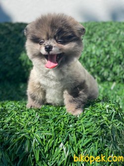 AYI SURAT POMERANIAN YAVRULARIMIZ 1