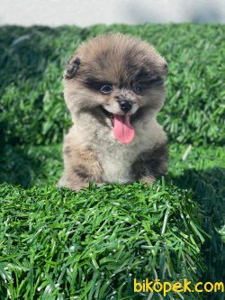 AYI SURAT POMERANIAN YAVRULARIMIZ 3