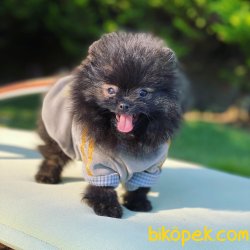 AYI SURAT POMERANIAN YAVRULARIMIZ 1