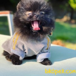 AYI SURAT POMERANIAN YAVRULARIMIZ 2