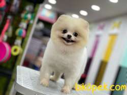 AYI SURAT POMERİAN BOO 3