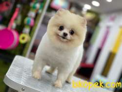 AYI SURAT POMERİAN BOO 2