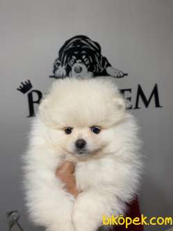 Ayı Surat Pomerian Boo Yavrular Burkemden 4