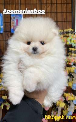 Ayı Surat Pomerian Boo Yavrular Burkemden 5