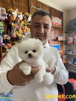 Ayı Surat Pomerian Boo Yavrular Burkemden 1
