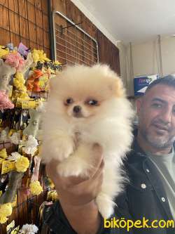 Ayı Surat Pomerian Boo Yavrular Burkemden 2