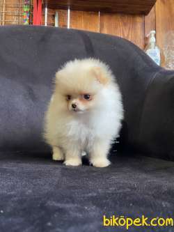 Ayı Surat Pomerian Boo Yavrular Burkemden 3