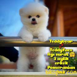 Ayı Surat Safkan Pomeranian BooOğlumuz TOPİTO /Yavrupartiler 1