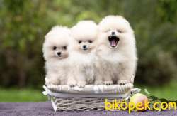 Ayı Surat Sevimli Mini Boy Pomeranian Yavrular 2