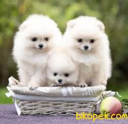 Ayı Surat Sevimli Mini Boy Pomeranian Yavrular 3