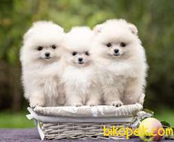 Ayı Surat Sevimli Mini Boy Pomeranian Yavrular 4