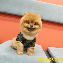 Ayı Surat Teddy Bear Belgeli Eğitimli Aşıları Tam Yetişkinimiz 4