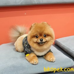Ayı Surat Teddy Bear Belgeli Eğitimli Aşıları Tam Yetişkinimiz 2