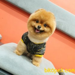 Ayı Surat Teddy Bear Belgeli Eğitimli Aşıları Tam Yetişkinimiz 4