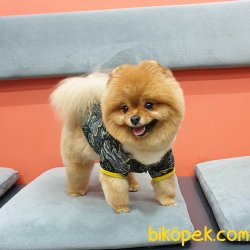 Ayı Surat Teddy Bear Belgeli Eğitimli Aşıları Tam Yetişkinimiz 1