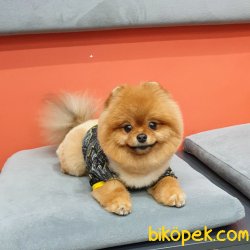 Ayı Surat Teddy Bear Belgeli Eğitimli Aşıları Tam Yetişkinimiz 2