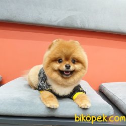 Ayı Surat Teddy Bear Belgeli Eğitimli Aşıları Tam Yetişkinimiz 3