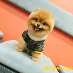 Ayı Surat Teddy Bear Belgeli Eğitimli Aşıları Tam Yetişkinimiz 4
