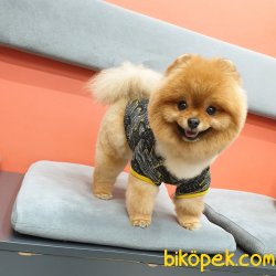 Ayı Surat Teddy Bear Belgeli Eğitimli Aşıları Tam Yetişkinimiz 5