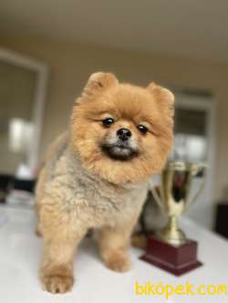 AYI SURAT TEDDY BEAR FACE POMERANİAN BOO DİŞİ 1