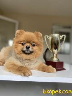 AYI SURAT TEDDY BEAR FACE POMERANİAN BOO DİŞİ 2