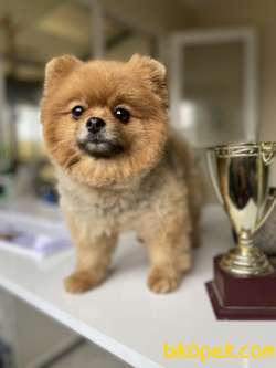 AYI SURAT TEDDY BEAR FACE POMERANİAN BOO DİŞİ 3