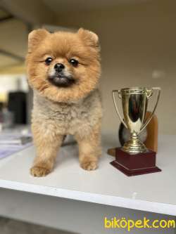 AYI SURAT TEDDY BEAR FACE POMERANİAN BOO DİŞİ 4