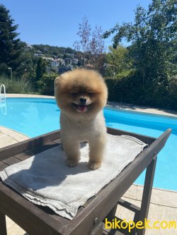 Ayı Surat Teddy Bear Pomeranian Boo 2
