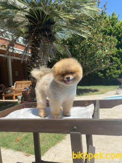 Ayı Surat Teddy Bear Pomeranian Boo 4