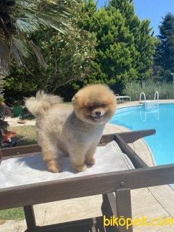 Ayı Surat Teddy Bear Pomeranian Boo 1